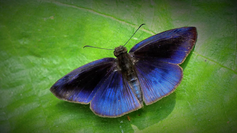 Blue Duskywing, Anastrus neaeris. Caranavi, Yungas, Bolivia d. 9 Januar 2017. Fotograf; Peter Møllmann