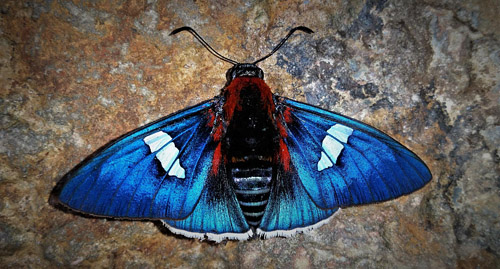 Comet Skipper, Yanguna cometes (Cramer, 1779). Caranavi, Yungas, Bolivia February 8, 2017. Photographer; Peter Møllmann