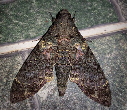Cocytius mortuorum (Jordan, 1910). Caranavi, Yungas, Bolivia January 20, 2017. Photographer; Peter Møllmann