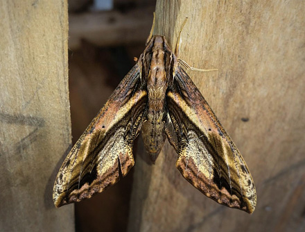 Brown and Yellow Sphinx Moth, Xylophanes ceratomioides (Grote & Robinson, 1867). Caranavi, Yungas, Bolivia January 26, 2017. Photographer; Peter Mllmann