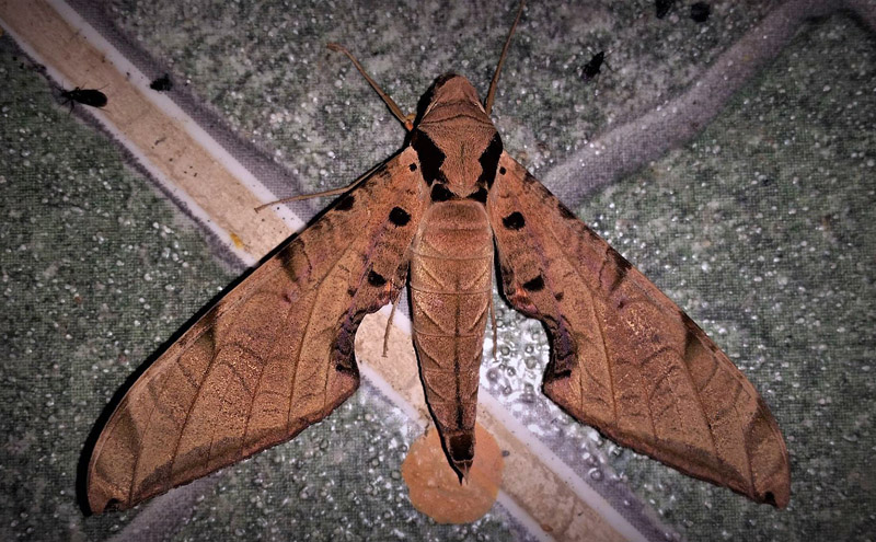 Protambulyx goeldii  (Rothschild & Jordan, 1903). Caranavi, Yungas, Bolivia February 5, 2017. Photographer; Peter Mllmann