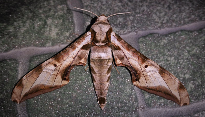 Protambulyx goeldii  (Rothschild & Jordan, 1903). Caranavi, Yungas, Bolivia February 5, 2017. Photographer; Peter Mllmann