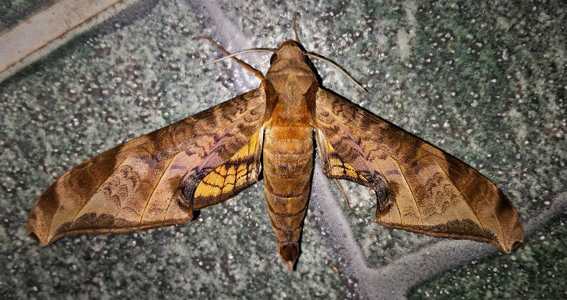 Protambulyx sulphurea (Rothschild, 1894). Caranavi, Yungas, Bolivia January 19, 2017. Photographer; Peter Mllmann