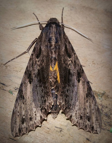 Zebra Sphinx, Isognathus leachi (Svainson, 1823). Caranavi, Yungas, Bolivia January 28, 2017. Photographer; Peter Mllmann