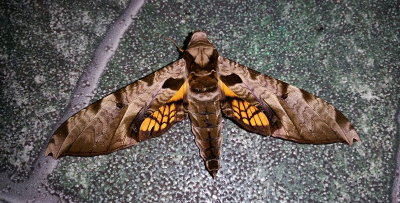 Protambulyx eurycles (Herrich-Schaffer,1855). Caranavi, Yungas, Bolivia January 9, 2017. Photographer; Peter Mllmann