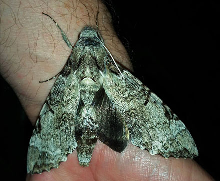 Tetrio Sphinx Moth, Pseudosphinx tetrio (Linnaeus, 1771). Caranavi, Yungas, Bolivia January 19, 2017. Photographer; Peter Mllmann