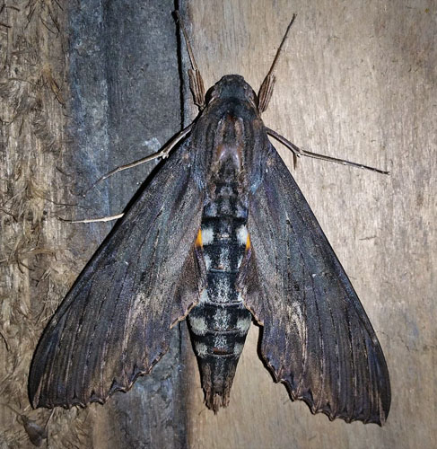 Alope Sphinx, Erinyis alope (Drury, 1770).  Caranavi, Yungas, Bolivia January 28, 2017. Photographer; Peter Mllmann