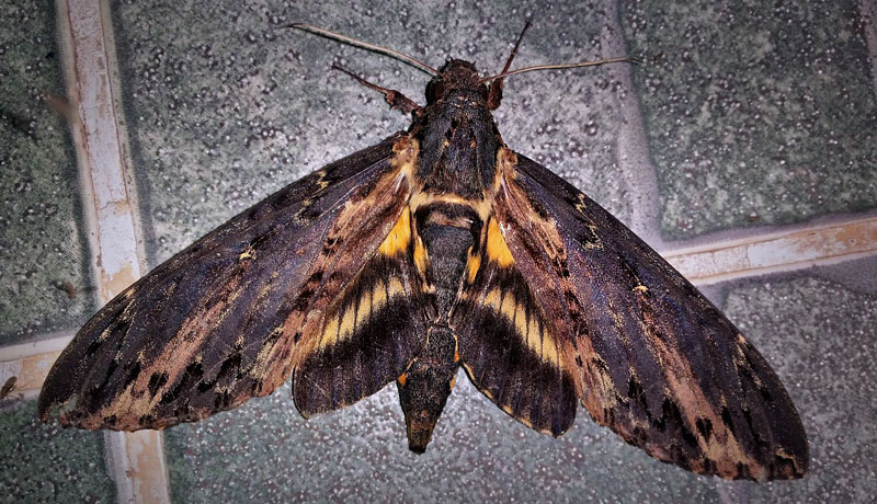 Cluentius Sphinx, Neococytius cluentius  (Cramer, 1775). Caranavi, Yungas, Bolivia January 28, 2017. Photographer; Peter Mllmann