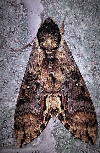 Manduca scutata (Rothschild & Jordan, 1903). Caranavi, Yungas, Bolivia February 7, 2017. Photographer; Peter Møllmann