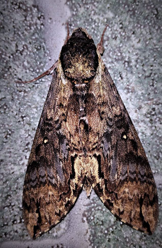 Manduca scutata  (Rothschild & Jordan, 1903). Caranavi, Yungas, Bolivia February 7, 2017. Photographer; Peter Mllmann