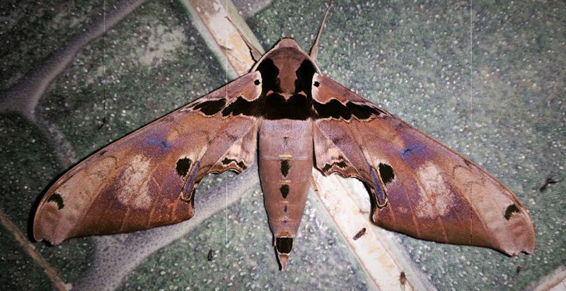 Daphne Sphinx, Adhemarius daphne (Boisduval, 1875). Caranavi, Yungas, Bolivia January 19, 2017. Photographer; Peter Mllmann