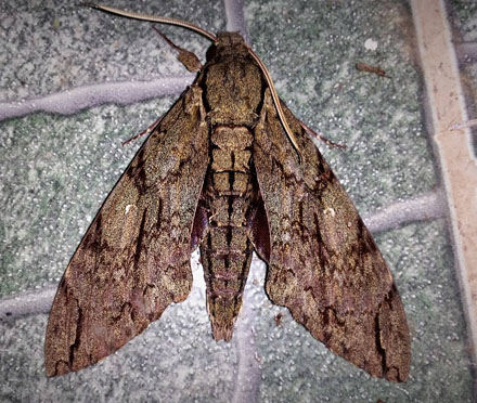 Cocytius lucifer (Rothschild & Jordan, 1903). Caranavi, Yungas, Bolivia January 13, 2017. Photographer; Peter Møllmann