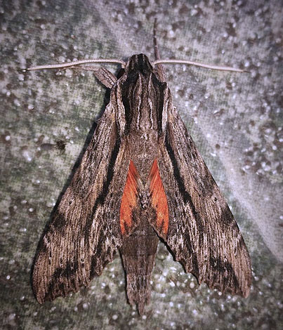 Obscure Sphinx, Erinnyis obscura (Fabricius, 1775). Caranavi, Yungas, Bolivia January 20, 2017. Photographer; Peter Møllmann