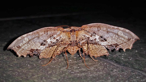 Draconia denticulata (Pagenstecher, 1892). Thyrididae fam. Caranavi, Yungas, Bolivia January 28, 2017. Photographer; Peter Møllmann