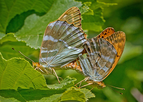 Kejserkbe,  Argynnis paphia parring. Alpes-Maritimes, Frankrig 23 juni 2015. Fotograf, John Strange Petersen