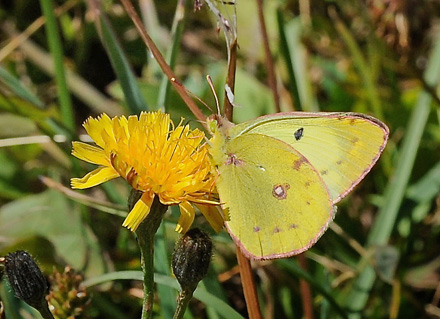 Sydlig Hsommerfugl, Colias alfacariensis. Alps-Maritimes til Haute-Alpes, Frankrig d. 28  juli 2015. Fotograf; John Vergo