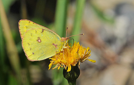 Sydlig Hsommerfugl, Colias alfacariensis. Alps-Maritimes til Haute-Alpes, Frankrig d. 28  juli 2015. Fotograf; John Vergo