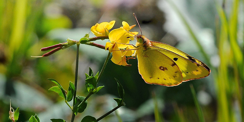 Sydlig Hsommerfugl, Colias alfacariensis. Alps-Maritimes til Haute-Alpes, Frankrig d. 28  juli 2015. Fotograf; John Vergo