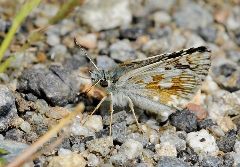 Mørkringet Bredpande, Pyrgus carthami. Madone de Fenestre, 1900 m. Alpes-Maritimes, Frankrig d. 2 juli 2016. Fotograf; John Vergo