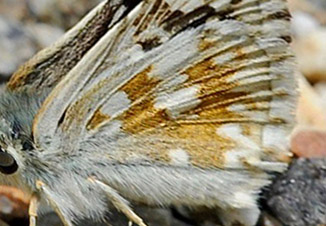 Mørkringet Bredpande, Pyrgus carthami. Madone de Fenestre, 1900 m. Alpes-Maritimes, Frankrig d. 2 juli 2016. Fotograf; John Vergo
