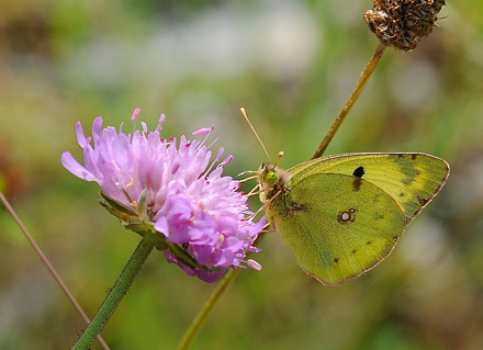 Sydlig Hsommerfugl, Colias alfacariensis. Alps-Maritimes til Haute-Alpes, Frankrig d. 2  juli 2016. Fotograf; John Vergo