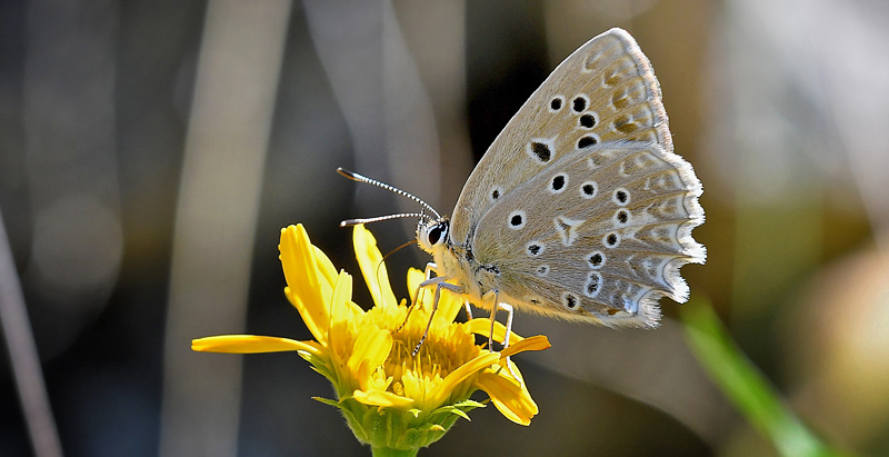 Takket Slvblfugl, Polyommatus daphnis hun. Rimplas 1005m. Parc de Mercantour, Frankrig d. 5 juli 2017. Fotograf; John Vergo