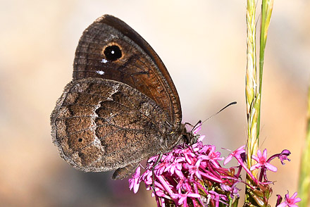 Mrk Satyr, Satyrus ferula han. Rimplas, Parc de Mercantour, Alpes-Maritimes, Frankrig d. 6 juli 2017. Fotograf; John Vergo