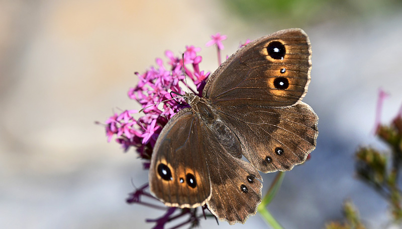 Mrk Satyr, Satyrus ferula hun. Rimplas, Parc de Mercantour, Alpes-Maritimes, Frankrig d. 6 juli 2017. Fotograf; John Vergo