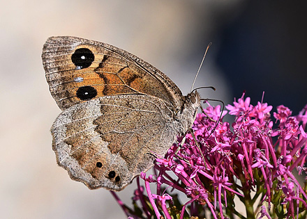 Mrk Satyr, Satyrus ferula hun. Rimplas, Parc de Mercantour, Alpes-Maritimes, Frankrig d. 6 juli 2017. Fotograf; John Vergo