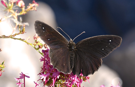 Mrk Satyr, Satyrus ferula han. Rimplas, Parc de Mercantour, Alpes-Maritimes, Frankrig d. 6 juli 2017. Fotograf; John Vergo