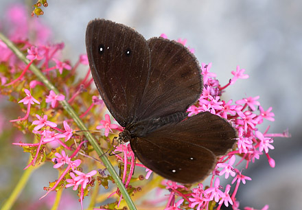Mrk Satyr, Satyrus ferula han. Rimplas, Parc de Mercantour, Alpes-Maritimes, Frankrig d. 6 juli 2017. Fotograf; John Vergo