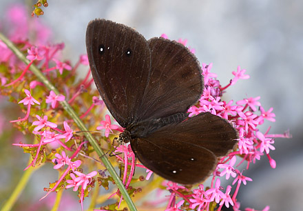 Mrk Satyr, Satyrus ferula han. Rimplas, Parc de Mercantour, Alpes-Maritimes, Frankrig d. 6 juli 2017. Fotograf; John Vergo