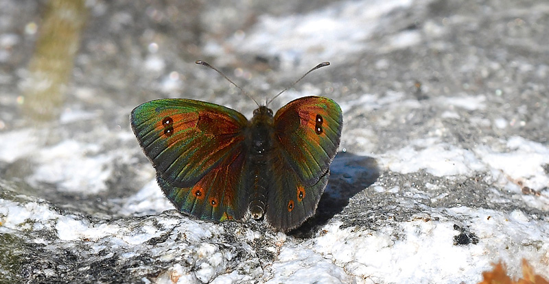 Vestlig Messingbjergrandje, Erebia arvernensis.  Col de Lombarde, 2350m Parc de Mercantour France d. 6  juli 2017. Fotograf; John Vergo