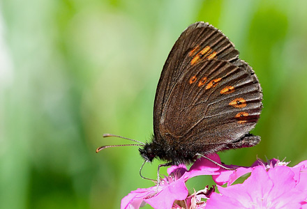 Mandel-Bjergrandøje, Erebia alberganus underside. Col de Lombarde 1900m. Parc de Mercantour, Alpes-Maritimes, Frankrig d. 6 juli 2017. Fotograf; John Vergo