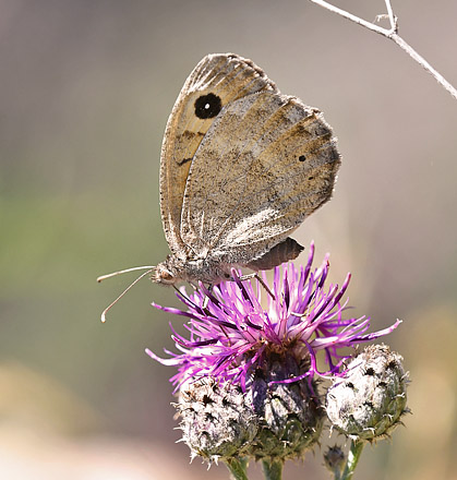 Mrk Satyr, Satyrus ferula hun. Rimplas, Parc de Mercantour, Alpes-Maritimes, Frankrig d. 6 juli 2017. Fotograf; John Vergo