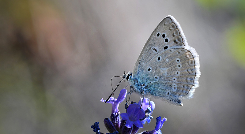 Takket Slvblfugl, Polyommatus daphnis han. Rimplas 1005m. Parc de Mercantour, Frankrig d. 5 juli 2017. Fotograf; John Vergo