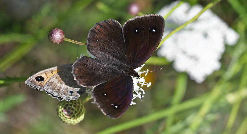 Mrk Satyr, Satyrus ferula han. Rimplas, Parc de Mercantour, Alpes-Maritimes, Frankrig d. 6 juli 2017. Fotograf; John Vergo