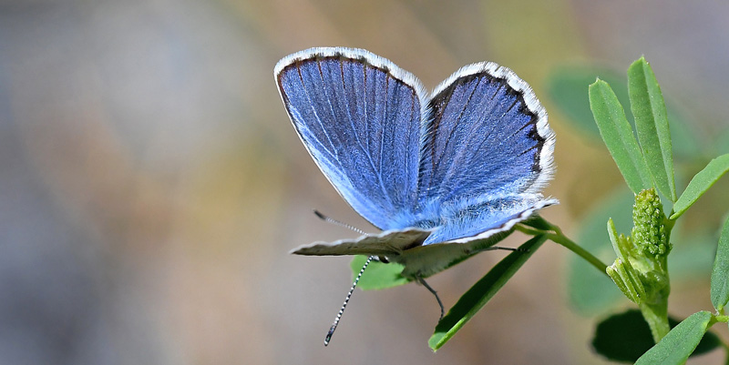 Foranderlig Blfugl, Plebejus idas han. Isola, 500 m. Parc de Mercantour, Frankrig d. 6 juli 2017. Fotograf: John Vergo