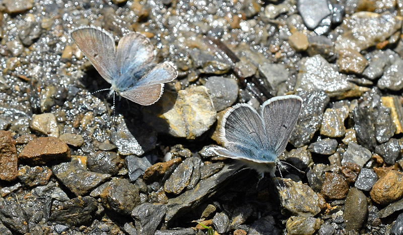 Bjergblfugl, Agriades glandon. Col de la Bonnet 2600m. Parc de Mercantour, Frankrig d. 7 juli 2017. Fotograf; John Vergo