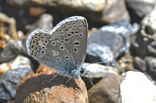 Klippeblfugl, Polyommatus eros. Col de la Bonnet 2600m. Parc de Mercantour, Frankrig d. 7 juli 2017. Fotograf; John Vergo