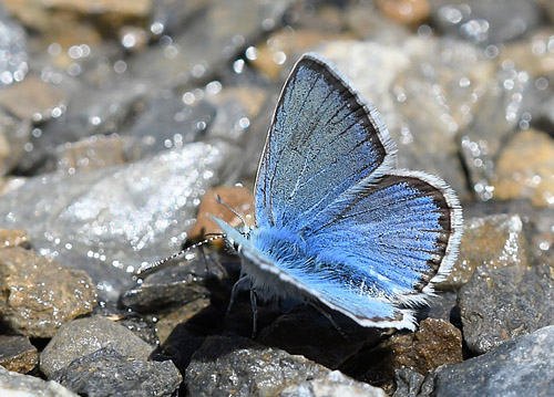 Klippeblfugl, Polyommatus eros. Col de la Bonnet 2600m. Parc de Mercantour, Frankrig d. 7 juli 2017. Fotograf; John Vergo