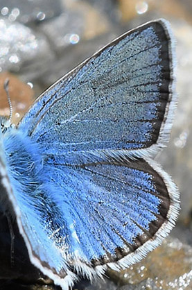 Klippeblfugl, Polyommatus eros. Col de la Bonnet 2600m. Parc de Mercantour, Frankrig d. 7 juli 2017. Fotograf; John Vergo