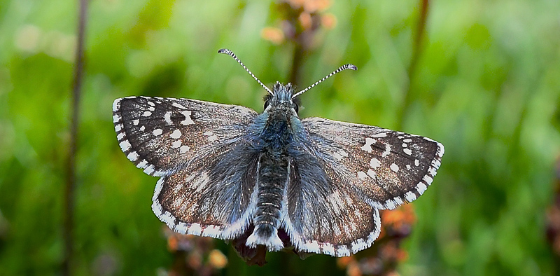 Mørkringet Bredpande, Pyrgus carthami. Col de la Bonnet, 2600 m. Alpes-Maritimes, Frankrig d. 6 juli 2017. Fotograf; John Vergo