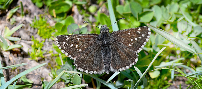 Smplettet Bjergbredpande, Pyrgus cacaliae. Col de la Bonnet, 2600 m.h. Alps Maritime, Frankrig d. 7 juli 2017. Fotograf: John Vergo