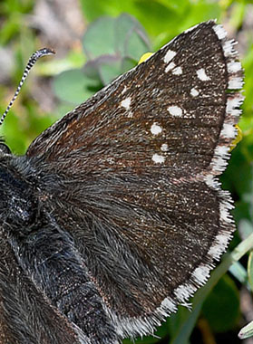 Smplettet Bjergbredpande, Pyrgus cacaliae. Col de la Bonnet, 2600 m.h. Alps Maritime, Frankrig d. 7 juli 2017. Fotograf: John Vergo