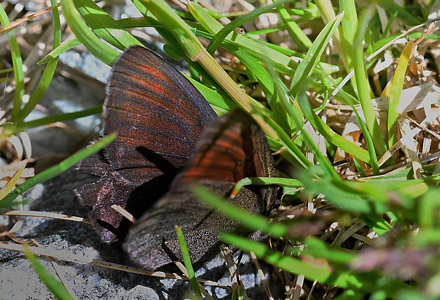 Højalpin Klippebjergrandøje, Erebia pluto hun. Col de la Bonnet 2400m. Parc de Mercantour France d. 7 juli 2017. Fotograf; John Vergo