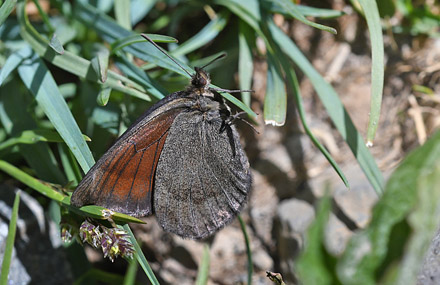 Højalpin Klippebjergrandøje, Erebia pluto hun. Col de la Bonnet 2400m. Parc de Mercantour France d. 7 juli 2017. Fotograf; John Vergo