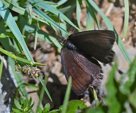 Højalpin Klippebjergrandøje, Erebia pluto hun. Col de la Bonnet 2400m. Parc de Mercantour France d. 7 juli 2017. Fotograf; John Vergo