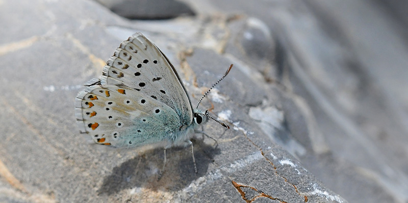 Slvblfugl, Lysandra coridon han. Col de la Bonnet 7 juli 2400m. Parc de Mercantour, Frankrig d. 7 julia 2017. Fotograf; John Vergo