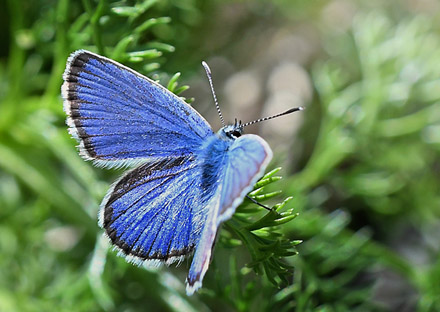 Foranderlig Blfugl, Plebejus idas han. Col de la Bonnet, 2400 m. Parc de Mercantour, Frankrig d. 7 juli 2017. Fotograf: John Vergo